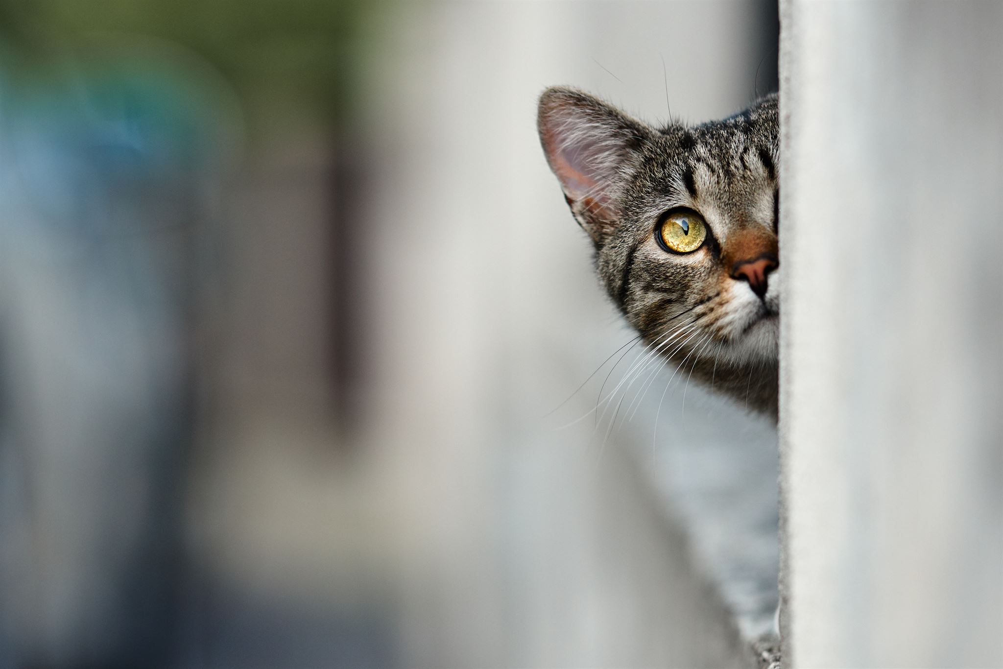 Katze-versteckt-sich-hinter-einer-Wand